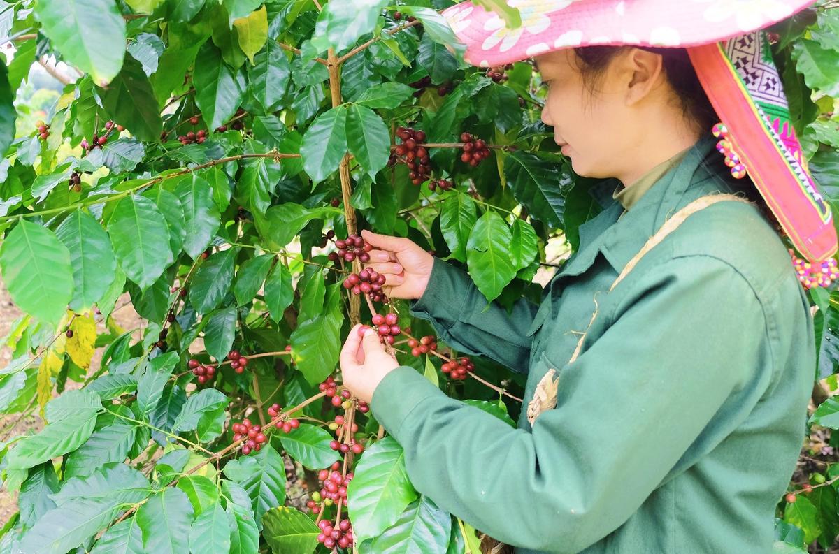 Detech Coffee: Khẳng định giá trị cà phê Arabica Sơn La.